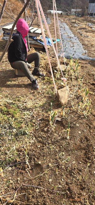 돌복숭아님의 기타작물 · 영농일지 작성글 사진