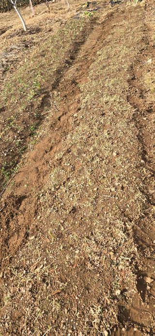 돌복숭아님의 기타작물 · 영농일지 작성글 사진