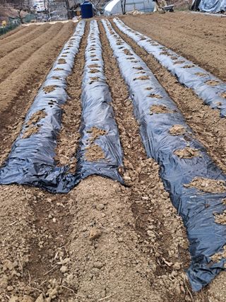 최한기님의 감자 · 영농일지 작성글 사진