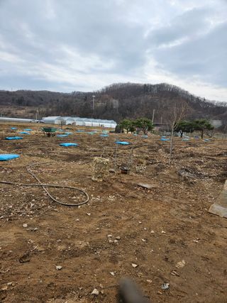 곤지암부곡농부김동천님의 감자 · 영농일지 작성글 사진