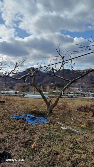 박원용님의 복숭아 · 영농일지 작성글 사진