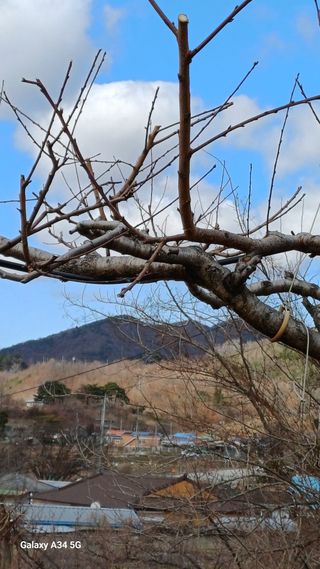 박원용님의 복숭아 · 영농일지 작성글 사진
