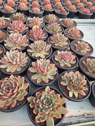 신상섭님의 기타작물 · 영농일지 작성글 사진