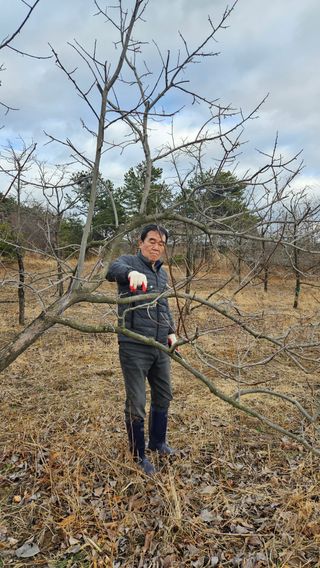 정규환님의 감 · 영농일지 작성글 사진