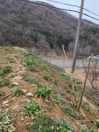 이영철님의 기타작물 · 영농일지 작성글 사진