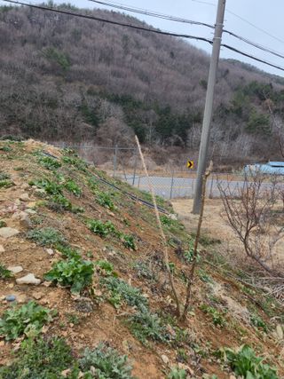 이영철님의 기타작물 · 영농일지 작성글 사진