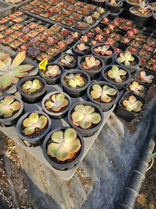 신상섭님의 기타작물 · 영농일지 작성글 사진