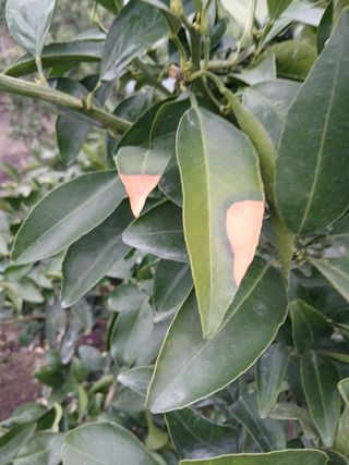 라이온3241님의 귤 · 영농일지 작성글 사진