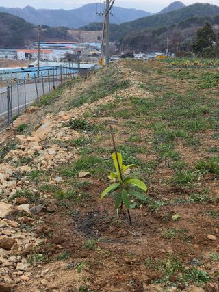 이영철님의 기타작물 · 영농일지 작성글 사진