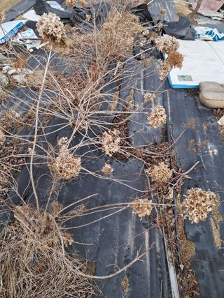 전희분님의 마늘 · 영농일지 작성글 사진