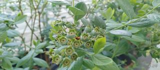 류근택님의 블루베리 · 영농일지 작성글 사진