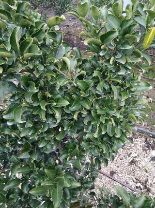 라이온3241님의 귤 · 영농일지 작성글 사진