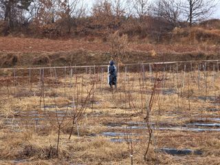 들깨19419님의 매실 · 영농일지 작성글 사진