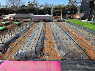 홍승대님의 마늘 · 영농일지 작성글 사진