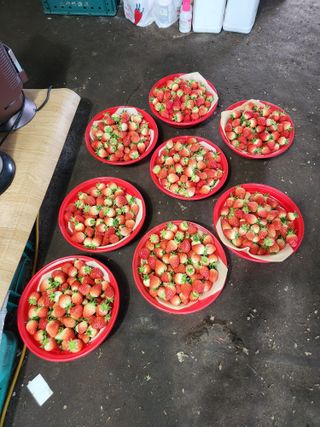 상월딸기 박명근님의 딸기 · 영농일지 작성글 사진