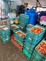 팜모닝 딸기·영농일지 게시글 이미지