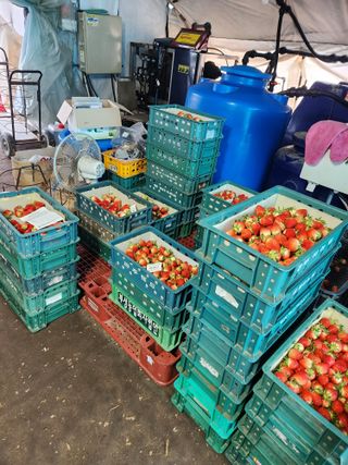 상월딸기 박명근님의 딸기 · 영농일지 작성글 사진