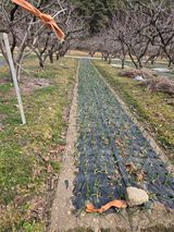 팜모닝 마늘·영농일지 게시글 이미지