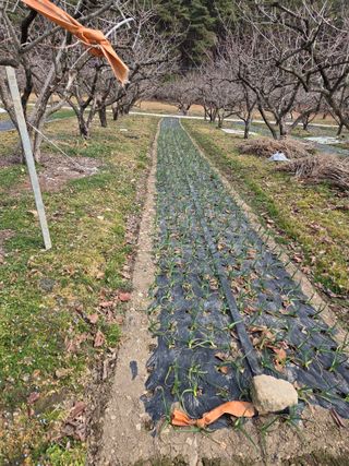 부부농원님의 마늘 · 영농일지 작성글 사진