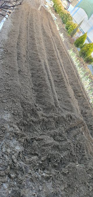 김성태님의 감자 · 영농일지 작성글 사진