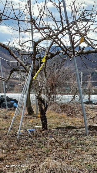 박원용님의 복숭아 · 영농일지 작성글 사진