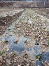 팜모닝 마늘·영농일지 게시글 이미지