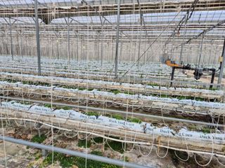 늘햇살팜 님의 기타작물 · 영농일지 작성글 사진