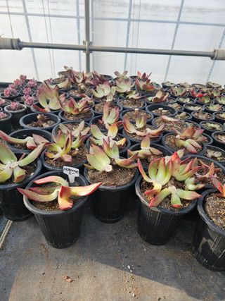 신상섭님의 기타작물 · 영농일지 작성글 사진