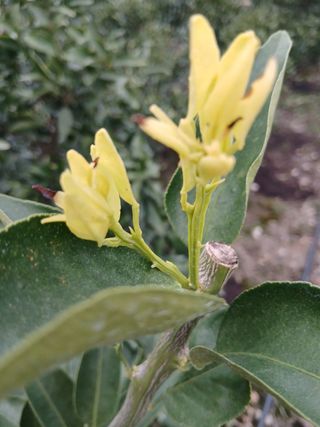 라이온3241님의 귤 · 영농일지 작성글 사진