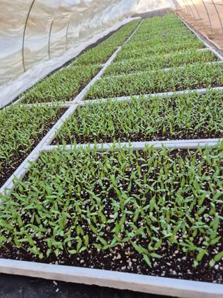 고추나방탄저에적합한님의 고추 · 영농일지 작성글 사진