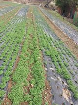 팜모닝 기타작물·영농일지 게시글 이미지