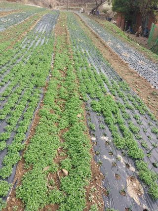 김성환님의 기타작물 · 영농일지 작성글 사진