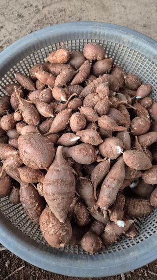 자작나무님의 감자 · 영농일지 작성글 사진