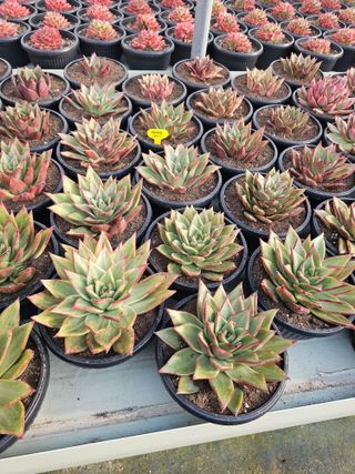 신상섭님의 기타작물 · 영농일지 작성글 사진