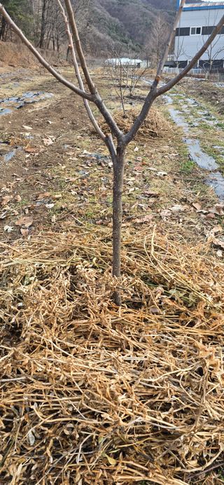 돌복숭아님의 기타작물 · 영농일지 작성글 사진