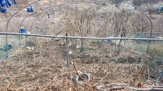 김동명님의 블루베리 · 영농일지 작성글 사진