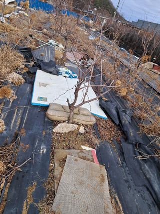 전희분님의 마늘 · 영농일지 작성글 사진