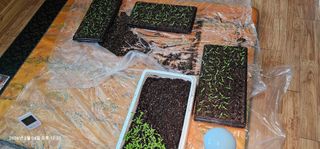 장용선 사진작가농부님의 고추 · 영농일지 작성글 사진