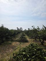 팜모닝 귤·영농일지 게시글 이미지