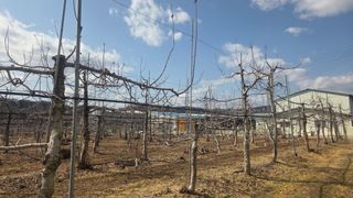 서장섭님의 사과 · 영농일지 작성글 사진