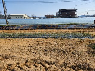 노복우님의 감자 · 영농일지 작성글 사진