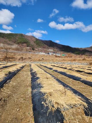 최병정 님의 감 · 영농일지 작성글 사진