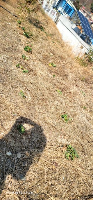 박종화님의 기타작물 · 영농일지 작성글 사진