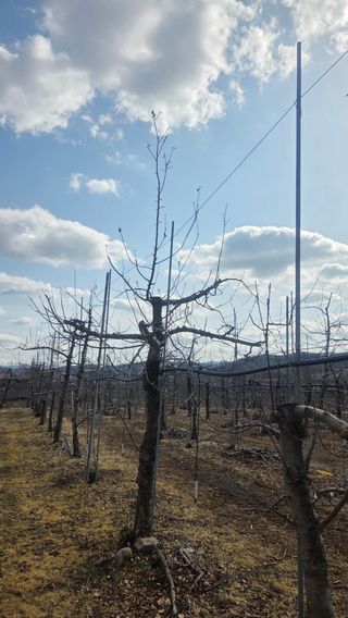서장섭님의 사과 · 영농일지 작성글 사진