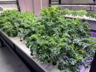 정종배님의 기타작물 · 영농일지 작성글 사진