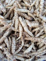 팜모닝 기타작물·영농일지 게시글 이미지