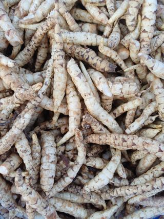 이철우님의 기타작물 · 영농일지 작성글 사진