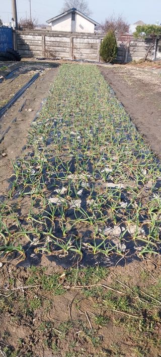 주말 텃밭 농부님의 마늘 · 영농일지 작성글 사진