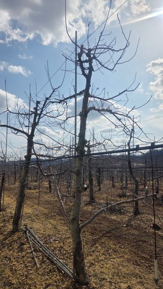 서장섭님의 사과 · 영농일지 작성글 사진