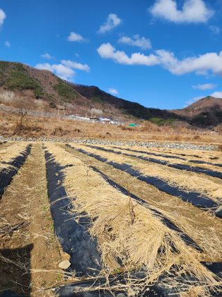 최병정 님의 감 · 영농일지 작성글 사진